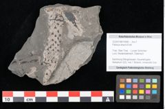 Foto (Objekt + Etikett) von Palissya araunii Endl. (NHMW-GEO-2024-0188-10580)
